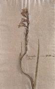 Johann Wolfgang von Goethe Herbarium sheet Spain oil painting artist